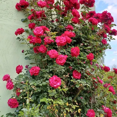 Ferienwohnung-nina-in-hohen-viecheln Apartment Hohen Viecheln